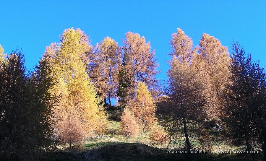 04 Larici al sole.JPG